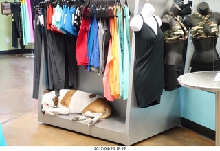 NH2T clothing and Simba the dog