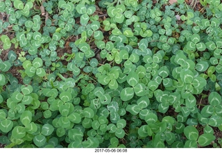 Pennypack Park run - clover