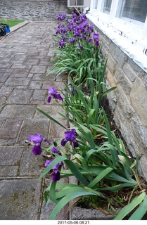 591 9p6. Betsy's irises