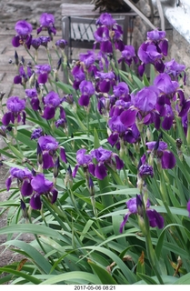 592 9p6. Betsy's irises