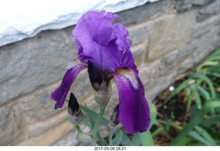 593 9p6. Betsy's iris