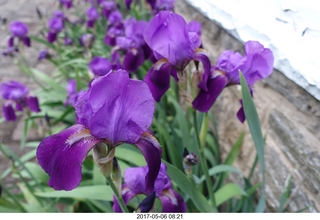 594 9p6. Betsy's irises