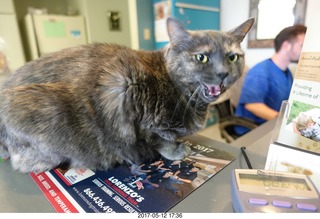 Krista Gibson vet office - Kendra cat