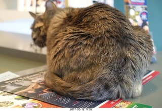 Dr. Krista Gibson and Max, my new kitten