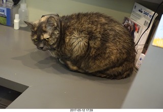 Dr. Krista Gibson and Max, my new kitten