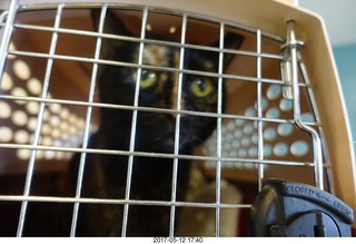 my cat Penny and Kendel and Dr. Krista Gibson