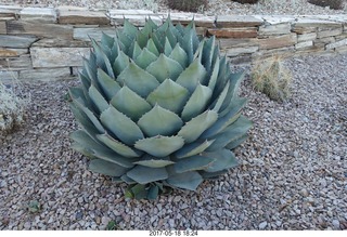 Desert Botanical Garden