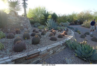 Desert Botanical Garden