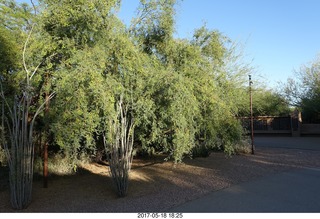 Desert Botanical Garden