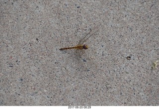 dragonfly