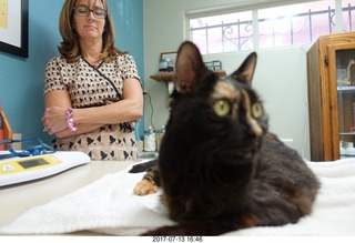 my cat Maria's last day - Dr. Krista Gibson