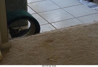 my new kitten