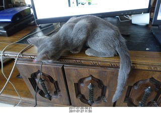 kitten and monitor - Jane