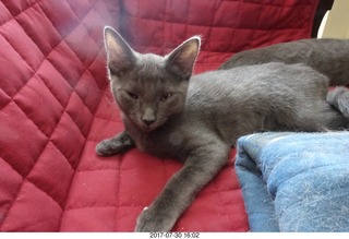 my kitten Devin or Jane