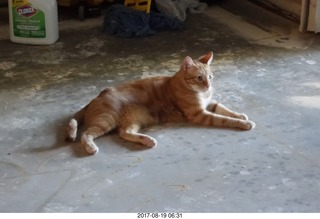 1 9sk. my cat max on my slab floor