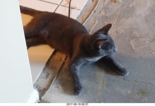 my kitten Devin on my cold slab floor