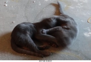 3 9sk. my kittens Devin and Jane playing on my cold slab floor