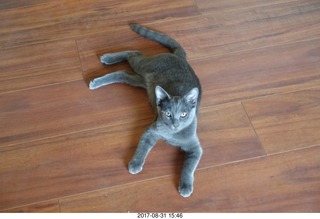 Brian Bell and my kitten Devin