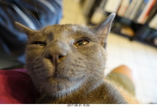 my kittens Devin and Jane