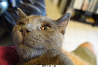 my kittens Devin and Jane