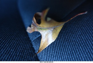 Cheltenham Cross Country CHS-XC - Curtis Arboretum - leaf that blew into my car