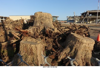 Northeast Philadelphia - Roosevelt Boulevard - old Nabisco / Kraft factory being torn down - tree stumps