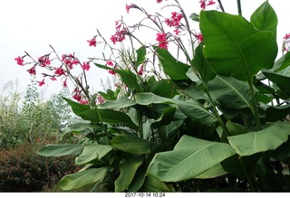Longwood Gardens - flowers