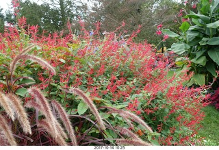 Longwood Gardens - flowers
