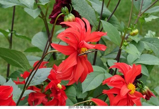Longwood Gardens - flowers