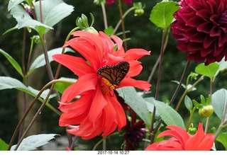 Longwood Gardens - pumpkins