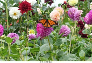 Longwood Gardens - flowers - butterly