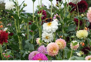 Longwood Gardens - flowers - butterfly