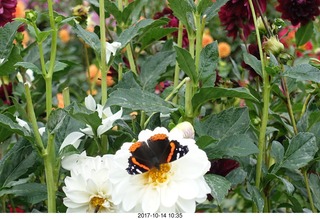 133 9ue. Longwood Gardens - flowers - butterfly