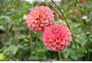 Longwood Gardens - flowers