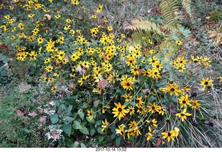 Longwood Gardens - flowers