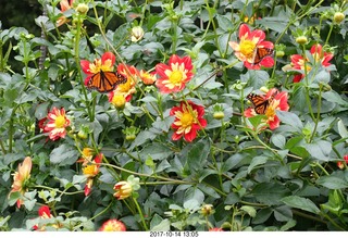Longwood Gardens - flowers
