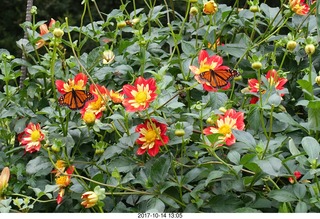 Longwood Gardens
