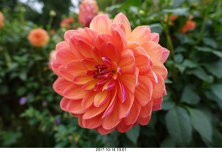 Longwood Gardens - flowers