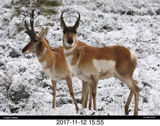 pictures from bryce-canyon sd-card - animals