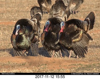pictures from bryce-canyon sd-card - turkeys