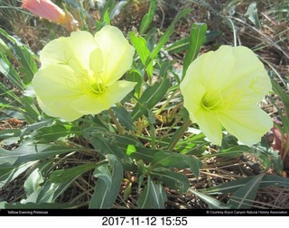 pictures from bryce-canyon sd-card - flowers