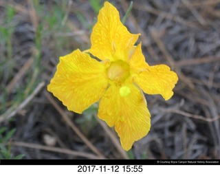 pictures from bryce-canyon sd-card - flower