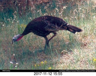 pictures from bryce-canyon sd-card  - settlers