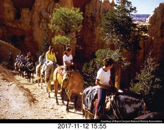 pictures from bryce-canyon sd-card  - horses