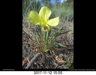 qpictures from bryce-canyon sd-card  - flower