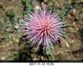 pictures from bryce-canyon sd-card - flower