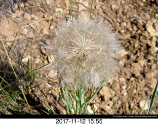 pictures from bryce-canyon sd-card - flower