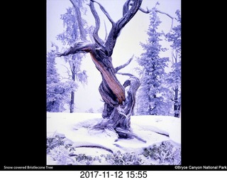 pictures from bryce-canyon sd-card - flower