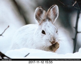 pictures from bryce-canyon sd-card