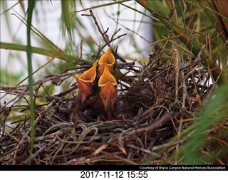 pictures from bryce-canyon sd-card - bird-chicks